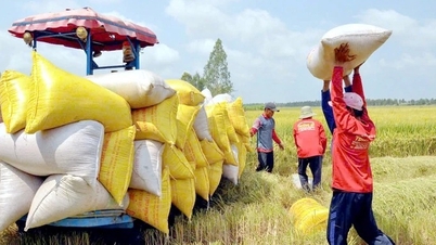 Pengusaha diminta beli cadangan beras karena Filipina hentikan impor selama 60 hari