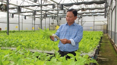 첨단 채소 재배 지역의 효율성