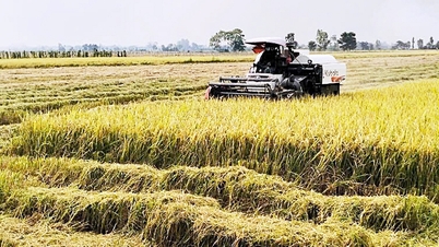 Filipinas suspendem temporariamente importações de arroz vietnamita: comprar e armazenar para manter os preços do arroz?
