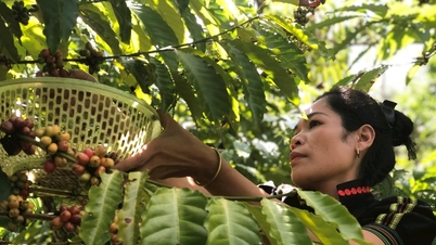 Petani Lam Dong bertujuan untuk produksi hijau