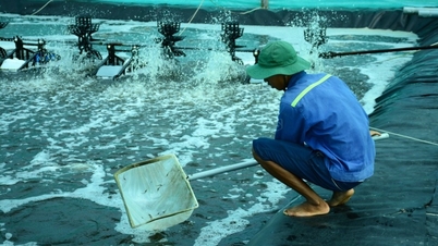 Fortalecimento da direção da aquicultura nos últimos meses do ano, garantindo plano de crescimento