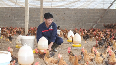 Prețurile la pui cresc brusc, fermierii promovează refacerea efectivelor de animale