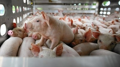 Harga babi hari ini 4 September: Korut "pecahkan es", mendekati puncak 58.000 VND/kg