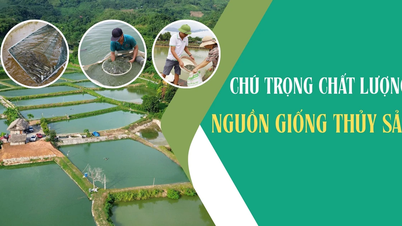 Chú trọng chất lượng nguồn giống thủy sản