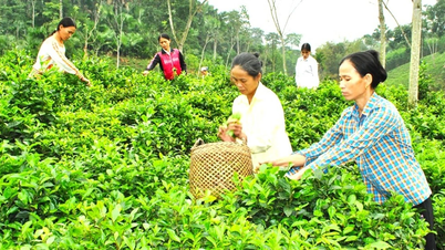 Đề xuất nhiều chính sách miễn thuế sử dụng đất nông nghiệp có lợi cho người dân, tổ chức