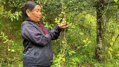 Le fruit de l’aubépine est difficile à consommer.