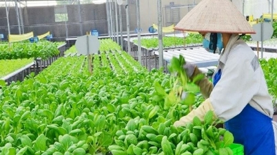Hai Phong possède 15 500 hectares de légumes et de fruits produits selon des procédés sûrs.