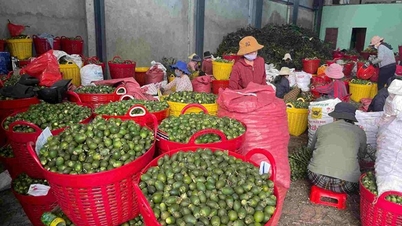 Areka cevizi fiyatları düştü, Quang Ngai çiftçileri hala iyi kâr elde ediyor