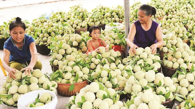 Nghia Phuong ganha muito graças ao plantio de pinhas em diferentes estações
