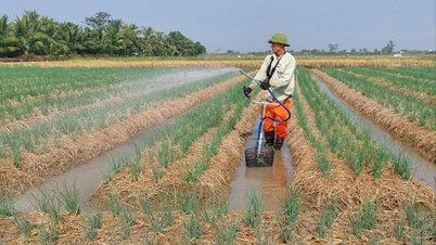 Nông dân Hải Phòng tích tụ hơn 3.000 ha đất sản xuất hàng hóa quy mô lớn