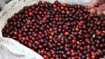 Harga kopi hari ini 9/6/2025: Melanjutkan penurunan minggu yang panjang
