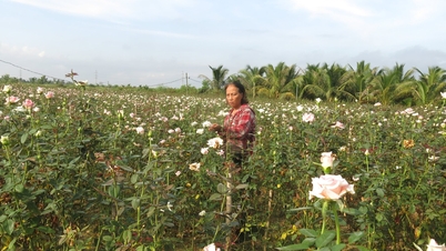 កសិករ Hai Phong ដាំដើម ivy ផ្កាកុលាបរីក