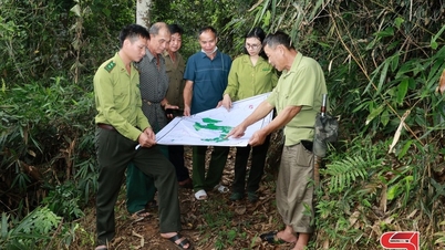 When forest environmental service money is used effectively