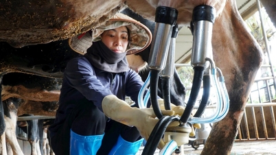 Liên kết tiêu thụ - chìa khóa nâng giá trị nông sản ở Hiệp Thạnh