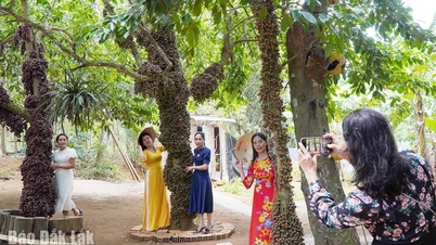 Hiệu quả kinh tế từ du lịch nông nghiệp