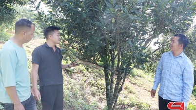 집단경제와 협동조합의 발전을 촉진합니다