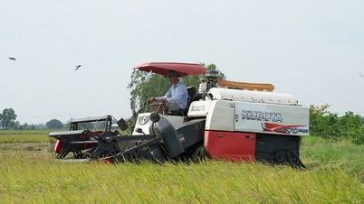 Vinh Long exige que as empresas exportadoras aumentem a compra e o armazenamento temporário de arroz