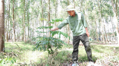 Thêm cơ hội phát triển rừng gỗ lớn