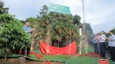 Garteneröffnungszeremonie und Verbindung von Angebot und Nachfrage von Anh Vang 205 Longan-Produkten