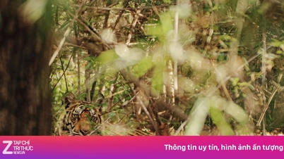 Tigerbeobachtungstouren erfreuen sich in Indien großer Beliebtheit.