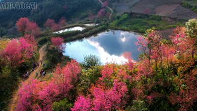 ดอกไม้สีสันสดใส หนาแน่น