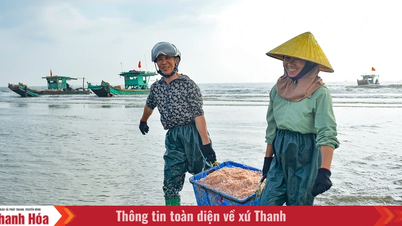 Le jour du Nouvel An, les pêcheurs le long de la côte de la province de Thanh Hoa s'aventurent encore en mer à la recherche des « trésors de l'océan ».