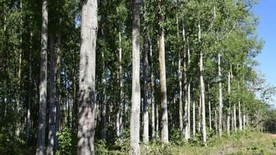 Waldkohlenstoff – Eine neue Ressource für grünes Wachstum.