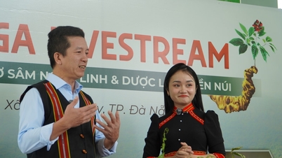 Districtul Nam Tra My transmite în direct vânzarea de ginseng Ngoc Linh, extinzându-și canalele de distribuție.