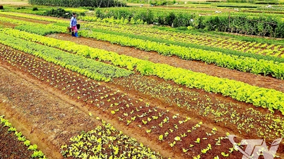 Creșterea producției de legume pentru a asigura aprovizionarea în timpul sărbătorii Tet.