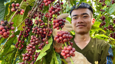 Anul recoltei de cafea 2025-2026: Cultivatorii din Gia Lai se bucură de recolta abundentă și de prețurile favorabile