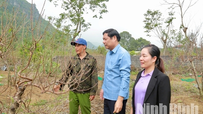 Kawasan penanaman pic Ba Sao semasa musim Tet