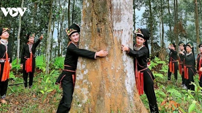 Pokok kayu manis ditinggikan statusnya, mengubah kehidupan di kawasan tanah tinggi Lao Cai.