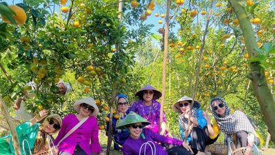 'Vương quốc quýt hồng' miền Tây rực sắc vàng cam, khách đổ về nườm nượp