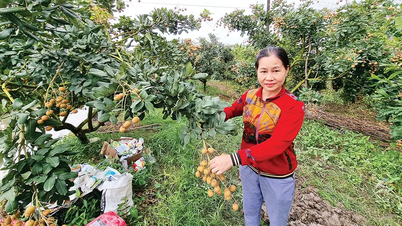 Các hợp tác xã, tổ hợp tác phát huy vai trò tích cực trong liên kết, tiêu thụ trái cây