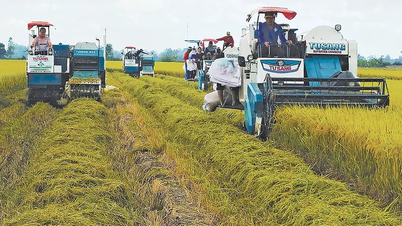 Nhân rộng mô hình sản xuất lúa chất lượng cao và phát thải thấp