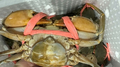 O preço do caranguejo de Ca Mau subiu para 850.000 VND/kg às vésperas do pico da temporada de festas do Ano Novo.