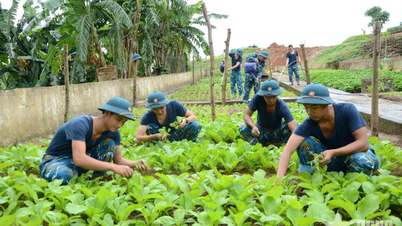 La eficacia de la producción agrícola en el 224º Regimiento de Artillería Antiaérea.