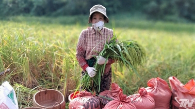 Gần lắm Bằng Vân