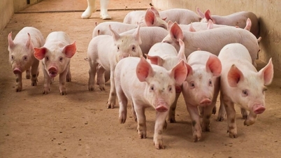 Prețurile cărnii de porc la 2 ianuarie 2026: Rămân stabile la nivel național.