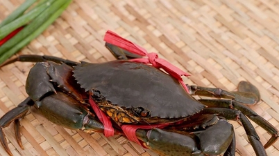 Prețul crabului Ca Mau a crescut vertiginos, ajungând la 850.000 VND/kg, datorită cererii la export.