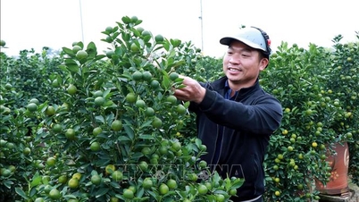 De kumquatboomgaarden in Ninh Binh bruisen van de activiteit, want de bestellingen voor het Tet-feest worden afgerond.