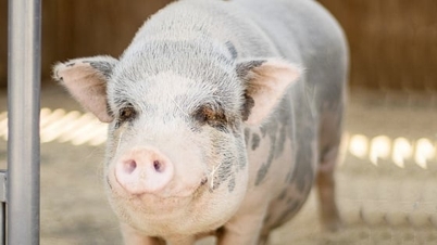 2026년 1월 2일 오늘 돼지고기 가격: 최고가 69,000 VND/kg