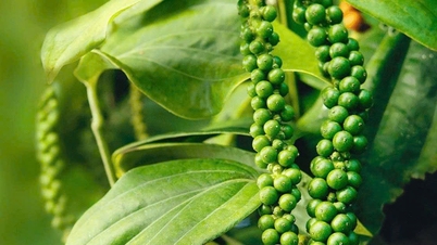 Giá tiêu hôm nay 2/1/2026: Trong nước giảm nhẹ về mức 149.500 đồng/kg