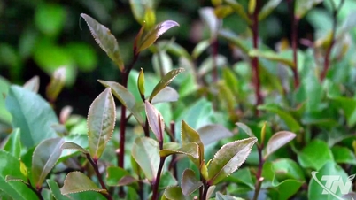 Khe Coc: una región única de cultivo de té ubicada entre las colinas de Vo Tranh.