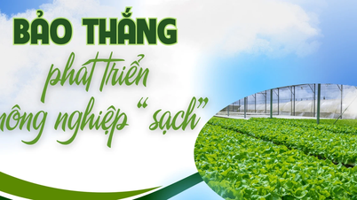 Bảo Thắng phát triển nông nghiệp "sạch"