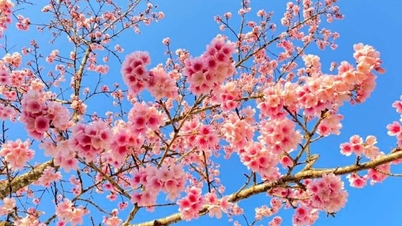 The Cherry Blossom Festival in Muong Phang Commune, 2026, is about to take place.