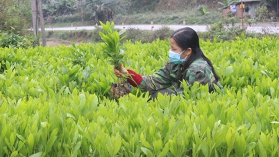 Trồng mới 586,61 ha rừng tập trung - Báo Cao Bằng điện tử