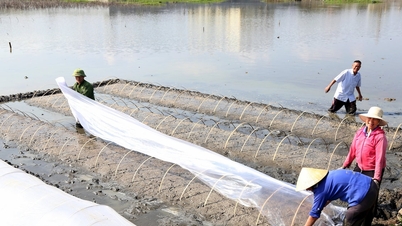 Los agricultores de la provincia de Nghe An permanecieron en los campos durante las vacaciones del Tet para garantizar una siembra oportuna.