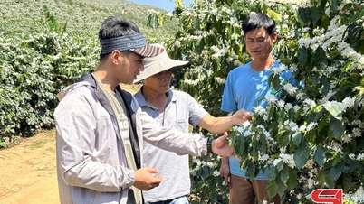 Son La verwaltet und erweitert die Registrierung von Anbaugebieten für landwirtschaftliche Produkte für den Export.