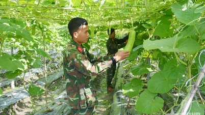 La efectividad de los modelos de producción agrícola en la Región Militar 7